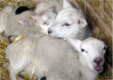 Are these sad lambs destined for live export? Separated from their mothers and cuddling together for safety, they do not deserve to lose their lives whether it is at home or in a foreign land. Photo © MorgueFile doctor_bob 460.