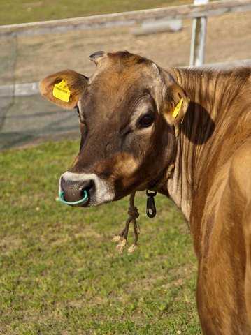 This cow may appear 'free-range', however she has all the trappings of confinement with a nose ring to be tied up, a halter to be confined and ear tags to identify her for slaughter. If she could ask for anything, the bet is she wouldn't ask for more room to die. Photo © Dreamstime Andrew Haddon.