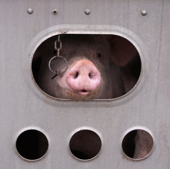 This pig is on a truck headed for slaughter. Have you ever seen the look of such betrayal? Please go vegan. Photo © iStock Ben185.