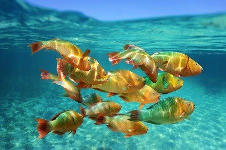 School of tropical rainbow parrotfish in Caribbean. Fish belong in the sea, not on our plates. Photo © 123RF vilainecrevette